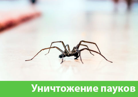 Избавиться от пауков в городе Миасс
