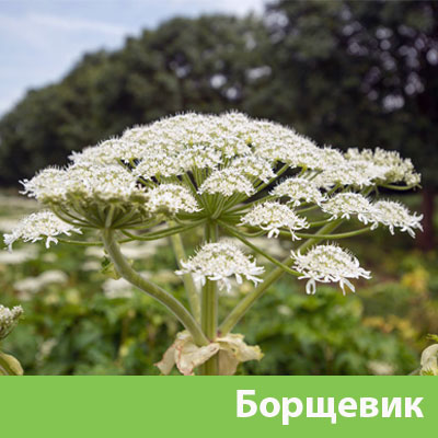 Борщевик в Миассе