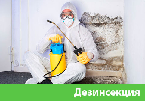 Дезинсекция в городе Миасс