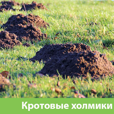 Кроты на участке в Миассе