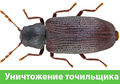 Обработка от точильщика в городе Миасс