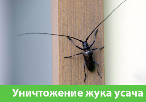 Обработка от жука усача в городе Миасс