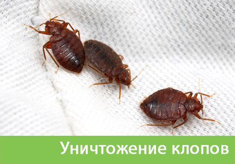 Уничтожение клопов в городе Миасс