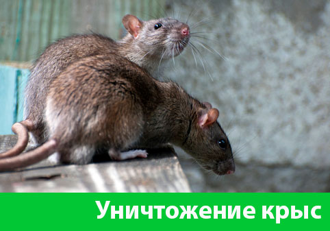 Уничтожение крыс в городе Миасс