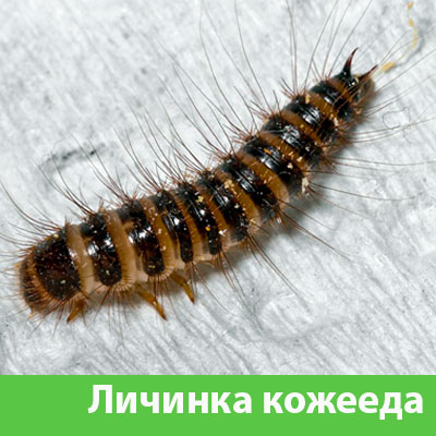 Личинка Кожееда в Миассе