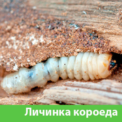 Уничтожение личинок короеда в Миассе