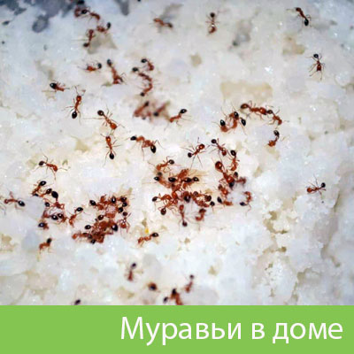 Муравьи в доме в Миассе