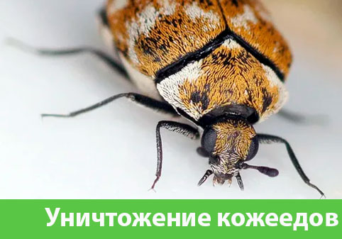 Обработка от кожееда в городе Миасс 