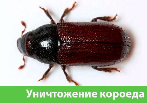 Обработка от короеда в городе Миасс