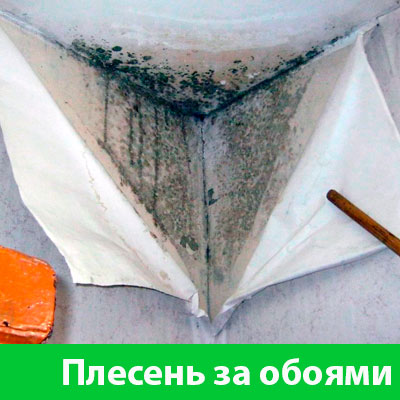 Удаление плесени в Миассе