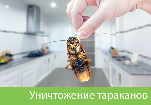 Уничтожение тараканов в городе Миасс