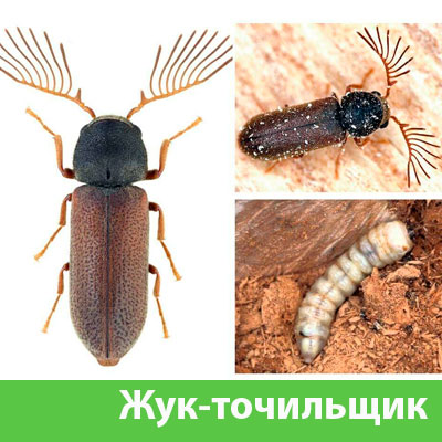 Уничтожение точильщика и личинок в Миассе