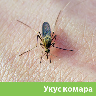 Укусы комаров в Миассе