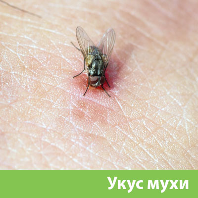 Уничтожение мух в Миассе