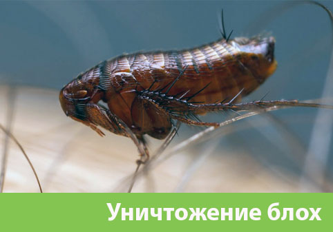 Уничтожение блох в городе Миасс