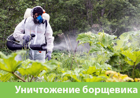 Уничтожение Борщевика в городе Миасс