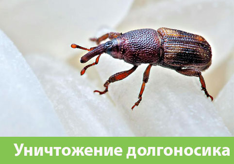 Уничтожение долгоносиков в городе Миасс