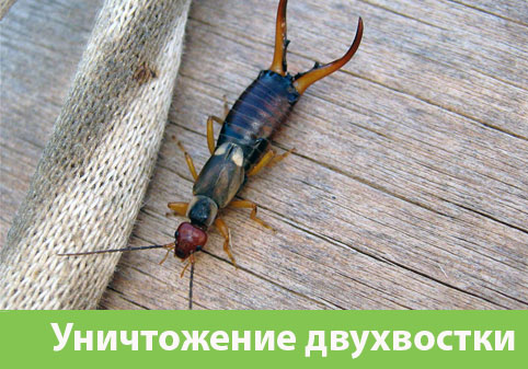 Уничтожение двухвостки в городе Миасс