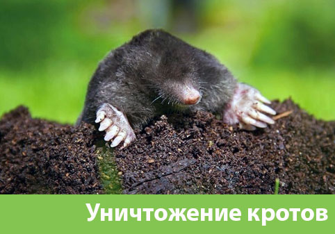 Уничтожение кротов в городе Миасс