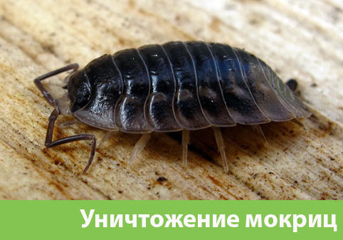 Мокрицы в квартире в городе Миасс