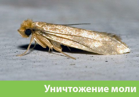 Уничтожение моли в городе Миасс 