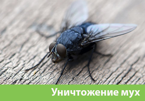 Уничтожение мух в городе Миасс