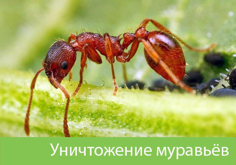 Уничтожение муравьёв в городе Миасс