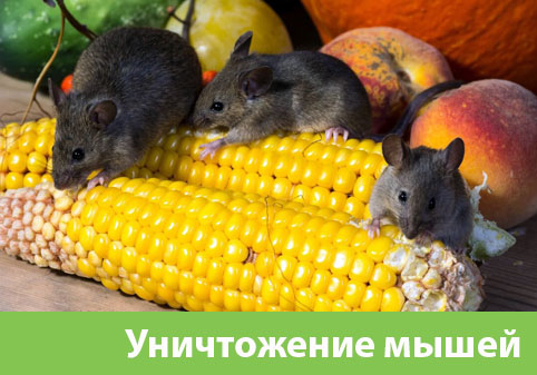 Уничтожение мышей в Миассе