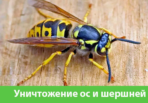 Уничтожение ос и шершней в городе Миасс