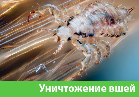 Уничтожение вшей в городе Миасс